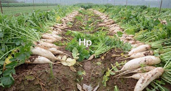 Củ cải trắng HP